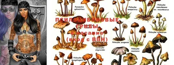 PSILOCYBIN Аркадак